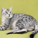 Egyptian Cat Mau